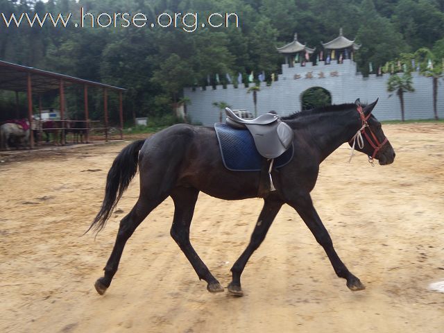 [贴图]感谢东北老大哥千里送驹