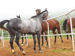[原创]漂亮纯血马销售