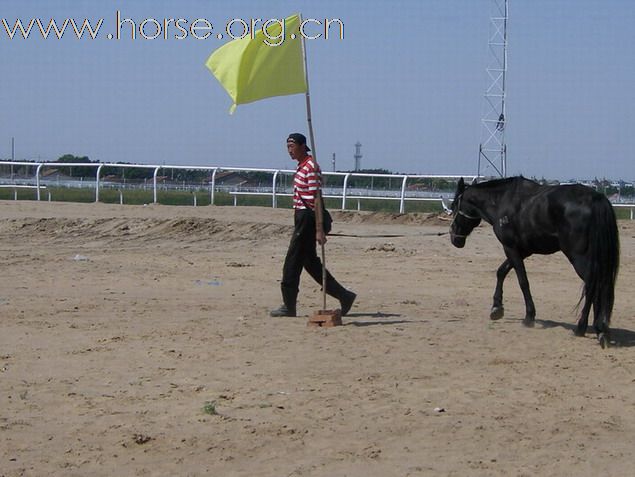 2009錫林格勒首屆馬術耐力賽 – 獸醫