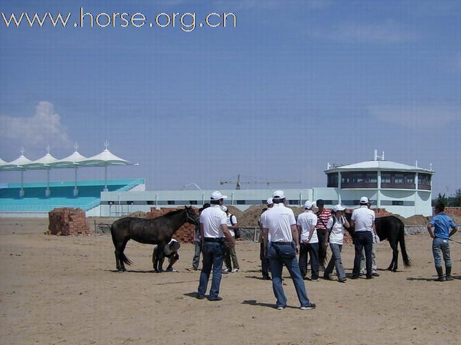 2009錫林格勒首屆馬術耐力賽 – 獸醫