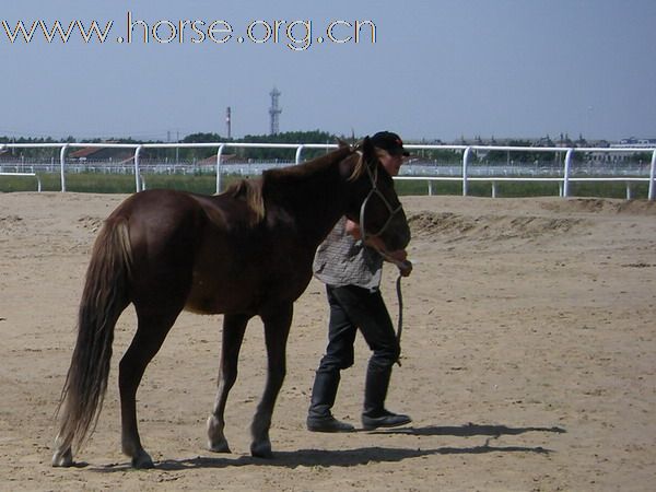 2009錫林格勒首屆馬術耐力賽 – 獸醫