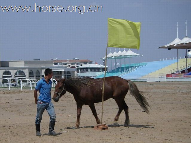 2009錫林格勒首屆馬術耐力賽 – 獸醫