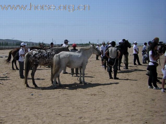 2009錫林格勒首屆馬術耐力賽 – 獸醫