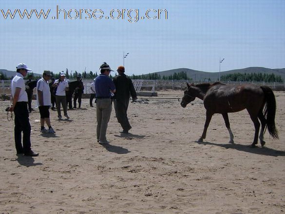 2009錫林格勒首屆馬術耐力賽 – 獸醫