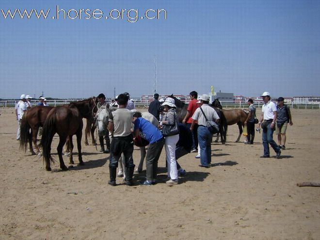 2009錫林格勒首屆馬術耐力賽 – 獸醫