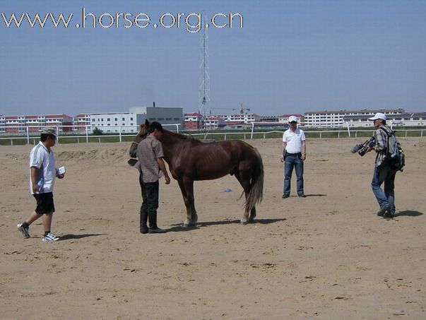 2009錫林格勒首屆馬術耐力賽 – 獸醫