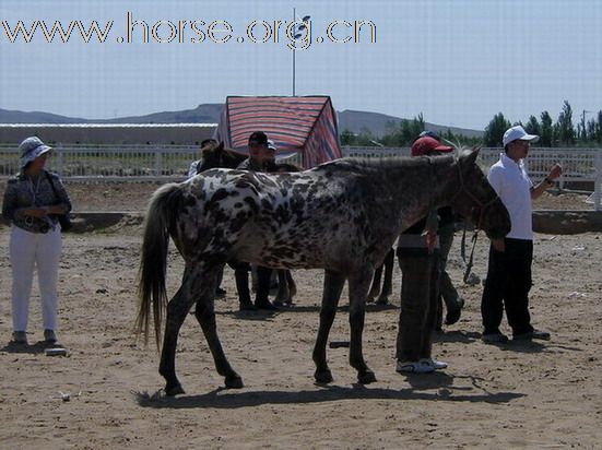 2009錫林格勒首屆馬術耐力賽 – 獸醫