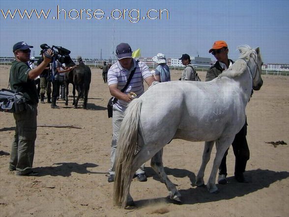 2009錫林格勒首屆馬術耐力賽 – 獸醫