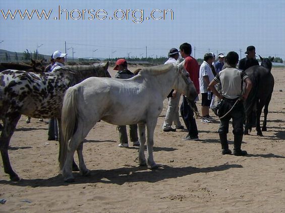 2009錫林格勒首屆馬術耐力賽 – 獸醫