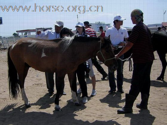 2009錫林格勒首屆馬術耐力賽 – 獸醫