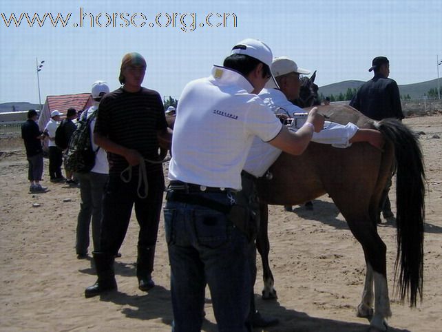 2009錫林格勒首屆馬術耐力賽 – 獸醫