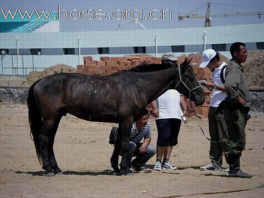 2009錫林格勒首屆馬術耐力賽 – 獸醫