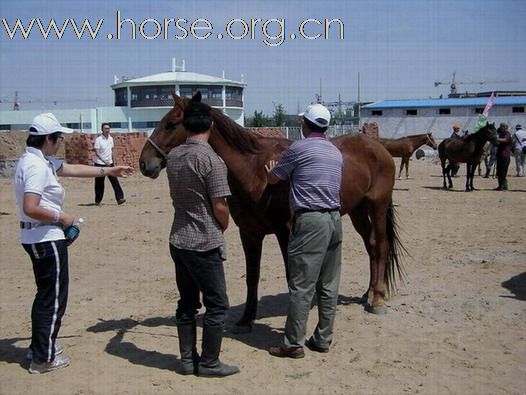 2009錫林格勒首屆馬術耐力賽 – 獸醫