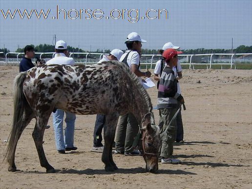 2009錫林格勒首屆馬術耐力賽 – 獸醫