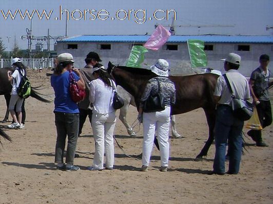 2009錫林格勒首屆馬術耐力賽 – 獸醫