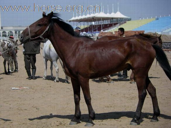 2009錫林格勒首屆馬術耐力賽 – 獸醫