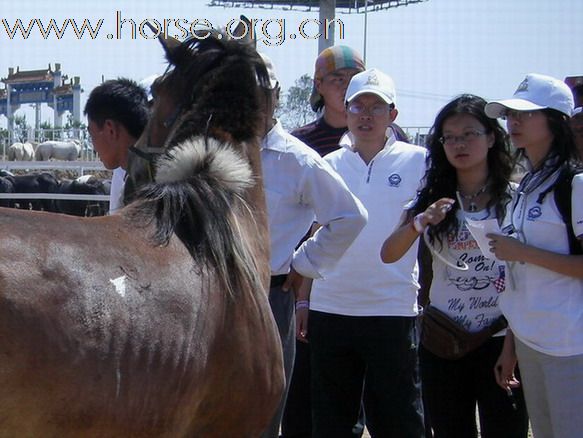 2009錫林格勒首屆馬術耐力賽 – 獸醫