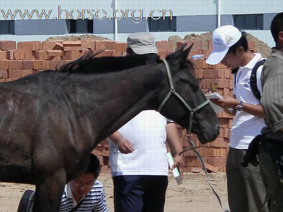 2009錫林格勒首屆馬術耐力賽 – 獸醫