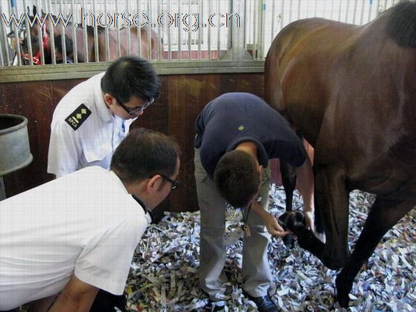 馬會協助愛護動物協會人員增進馬匹知識