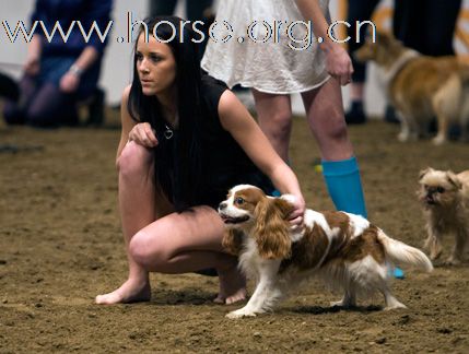 瑞典Goteborg Horse Show 歌登堡馬術比賽CSI5*