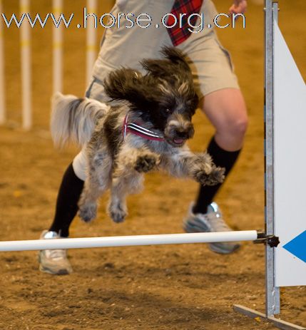 瑞典Goteborg Horse Show 歌登堡馬術比賽CSI5*