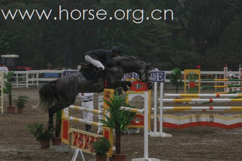 障碍马匹出售-品种:丹麦霍士丹