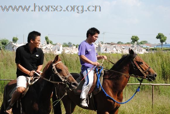 浙江嘉兴出售2匹马