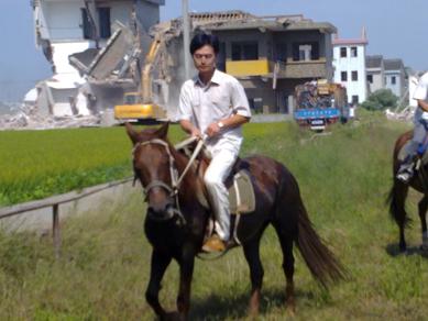 浙江嘉兴出售2匹马