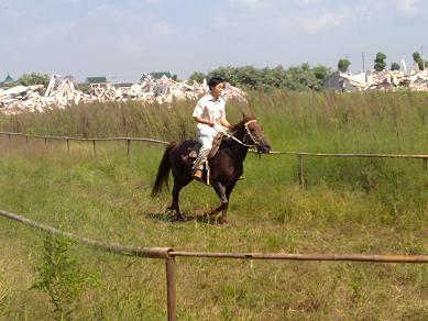 浙江嘉兴出售2匹马