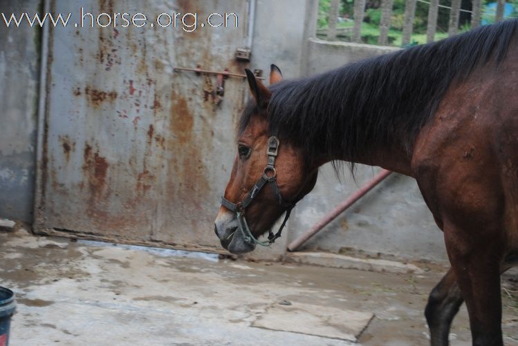 浙江嘉兴出售2匹马