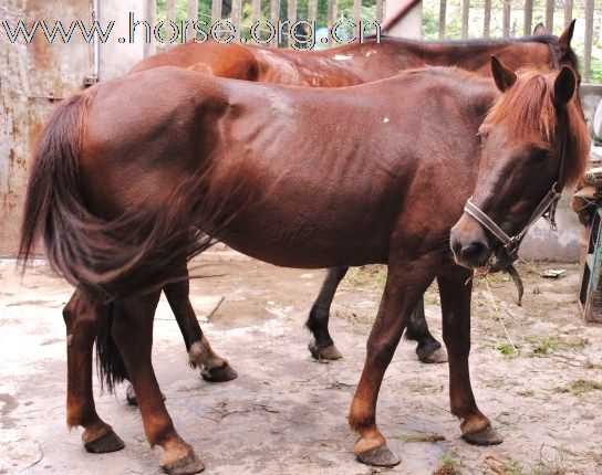 浙江嘉兴出售2匹马