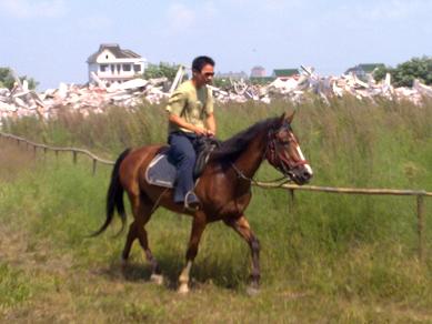 浙江嘉兴出售2匹马