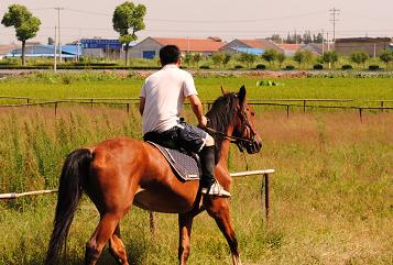 浙江嘉兴出售2匹马