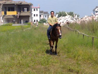 浙江嘉兴出售2匹马