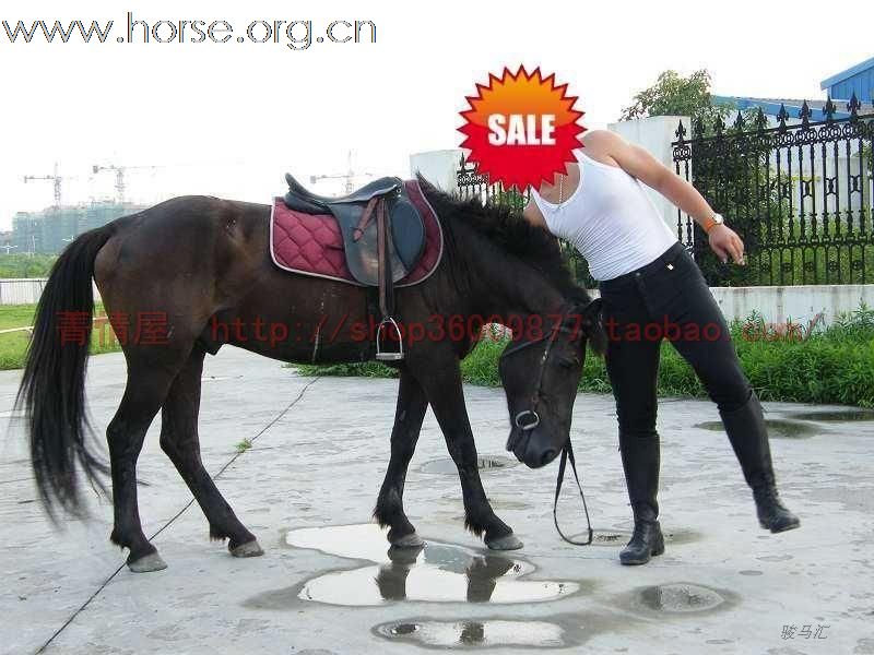 我的神驹《黑豹》