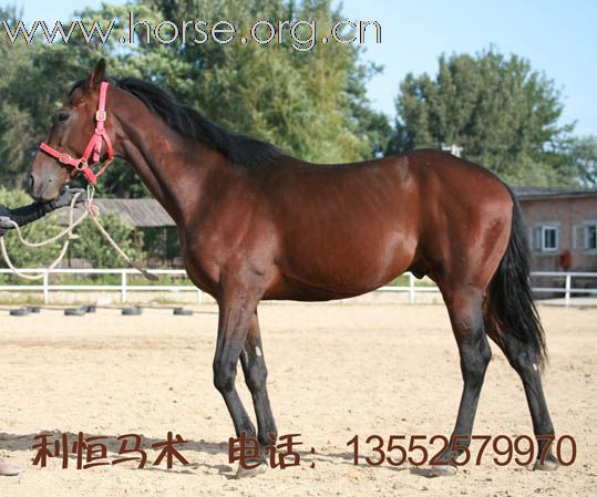 利恒马术俱乐部现有多种进口种公马。销售电话：13552579970