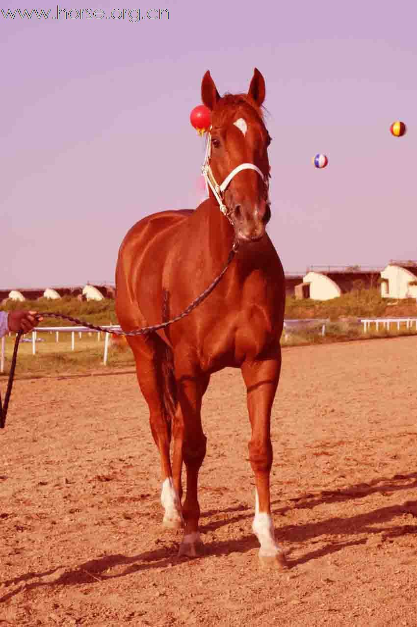 出售澳洲纯血马