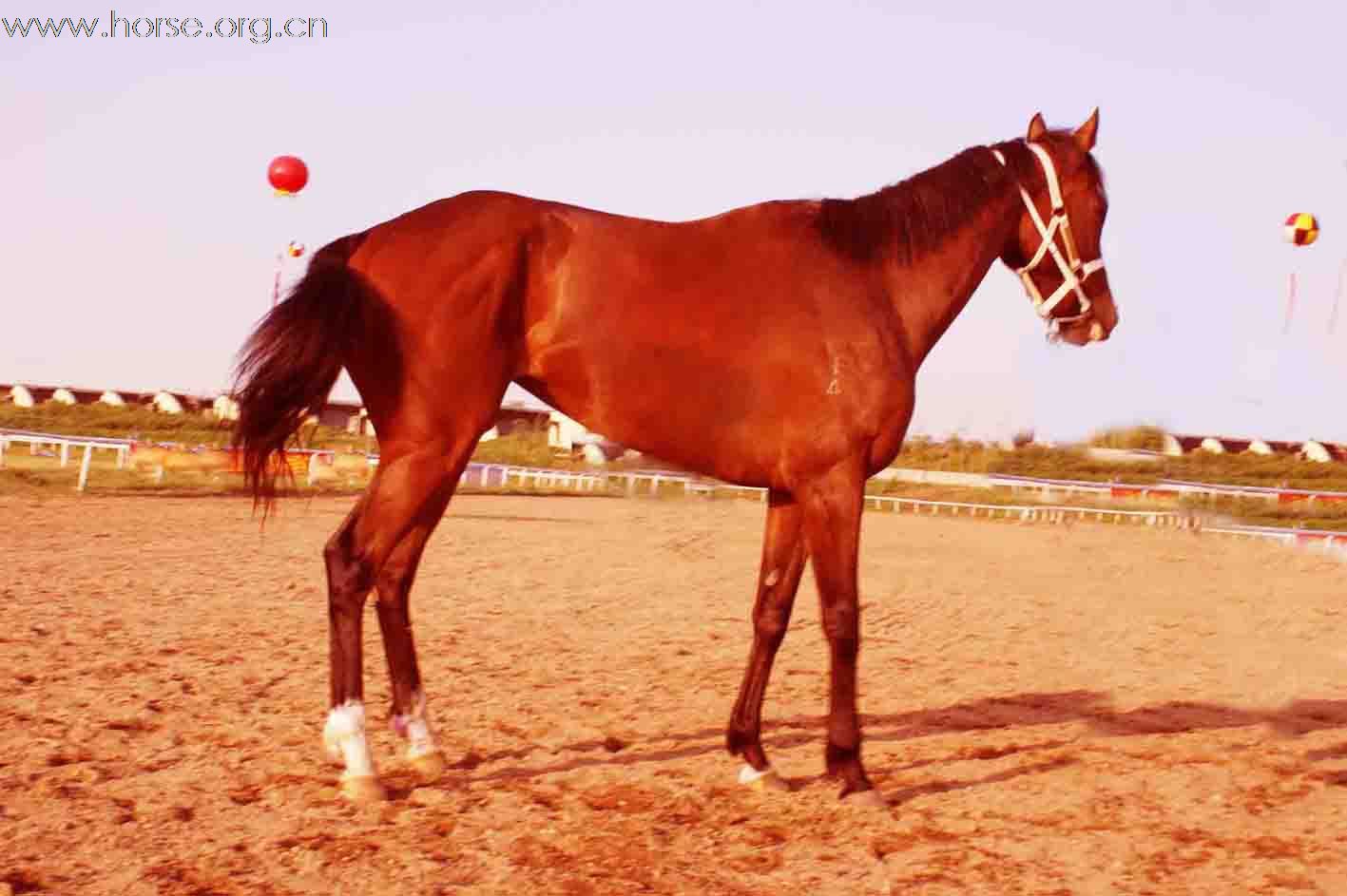 出售澳洲纯血马