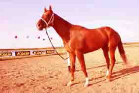 出售澳洲纯血马