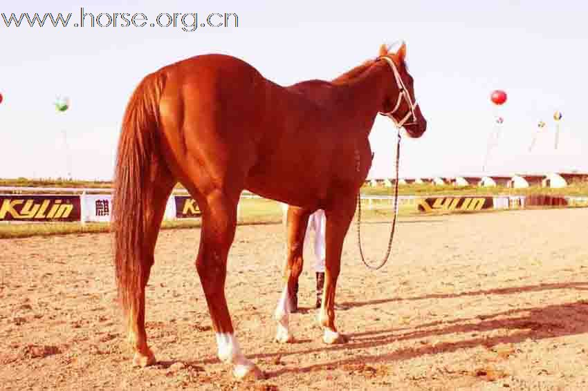 出售澳洲纯血马