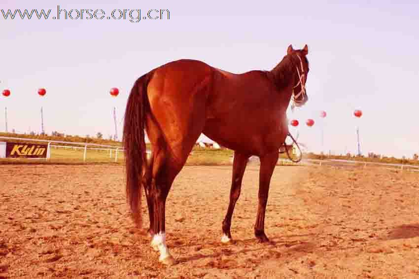 出售澳洲纯血马