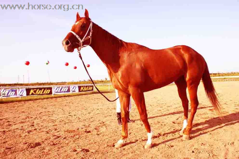 出售澳洲纯血马