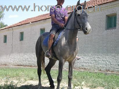 [注意]京西草原出售马匹最便宜的地方