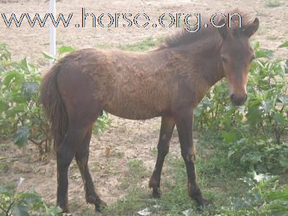 [注意]京西草原出售马匹最便宜的地方