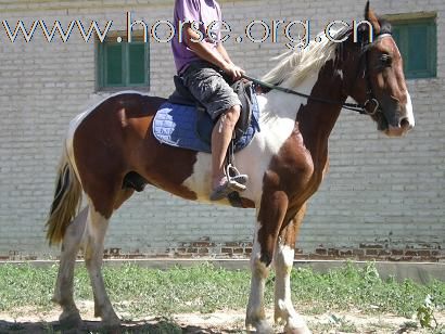 [注意]京西草原出售马匹最便宜的地方