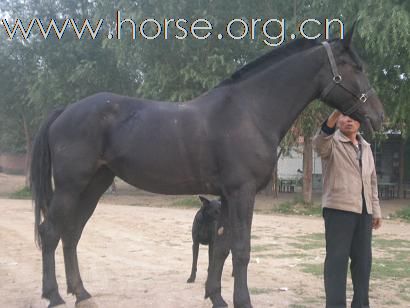 [注意]京西草原出售马匹最便宜的地方