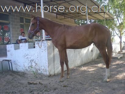 [注意]京西草原出售马匹最便宜的地方