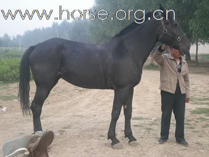 [注意]京西草原出售马匹最便宜的地方