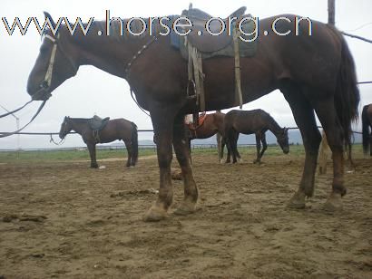 [注意]京西草原出售马匹最便宜的地方