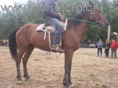 [注意]京西草原出售马匹最便宜的地方